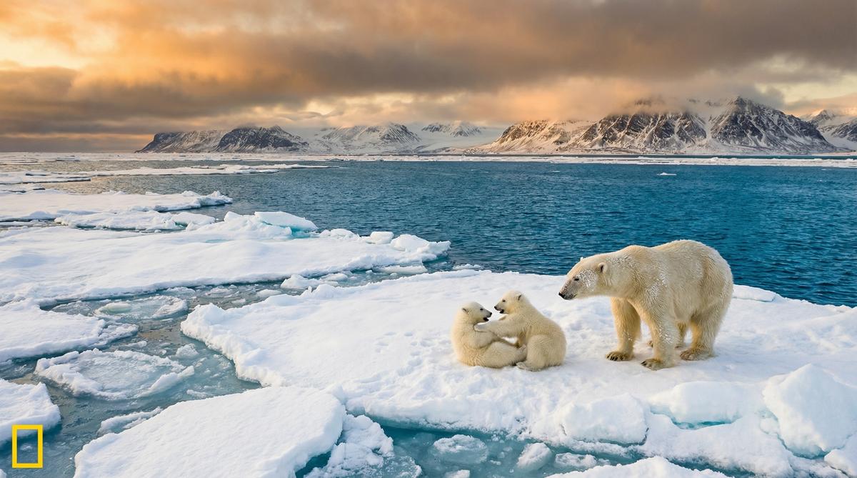 草莓视频北极熊视频